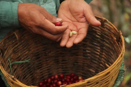 Coffee Cherry Beans.jpeg